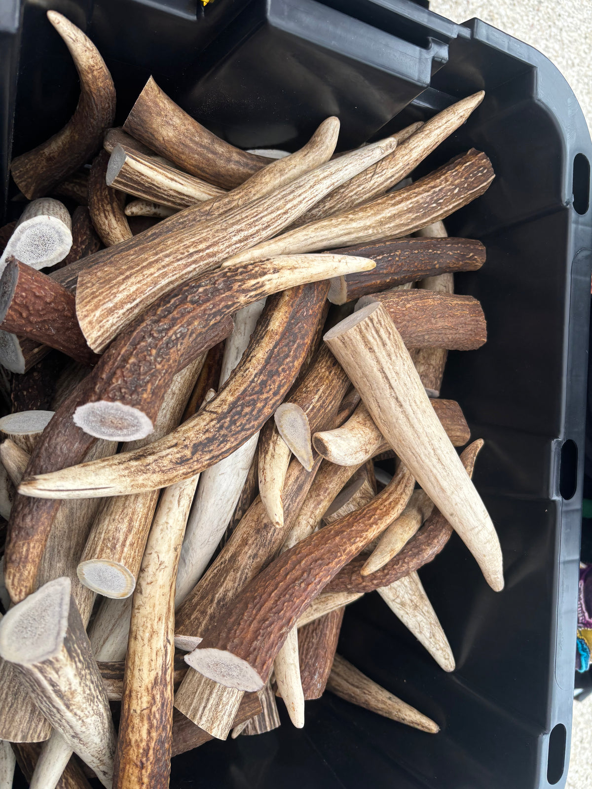 Elk antler